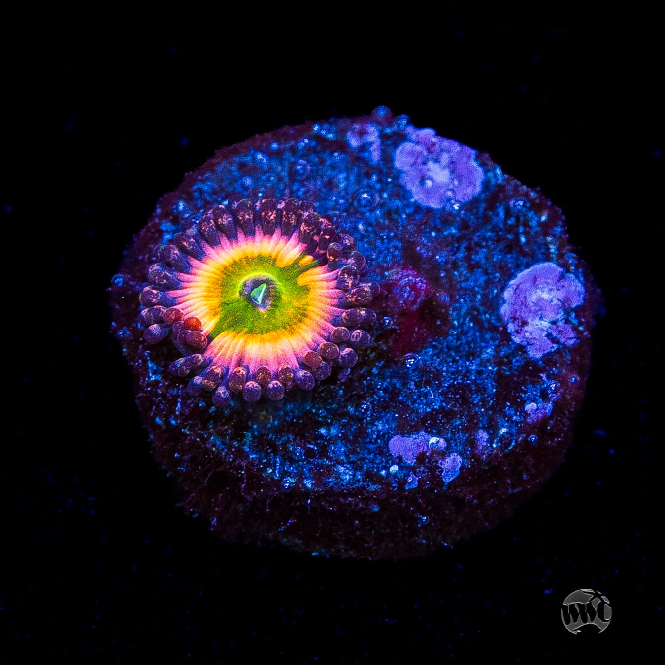 Tyree Rainbow Infusion Zoanthids