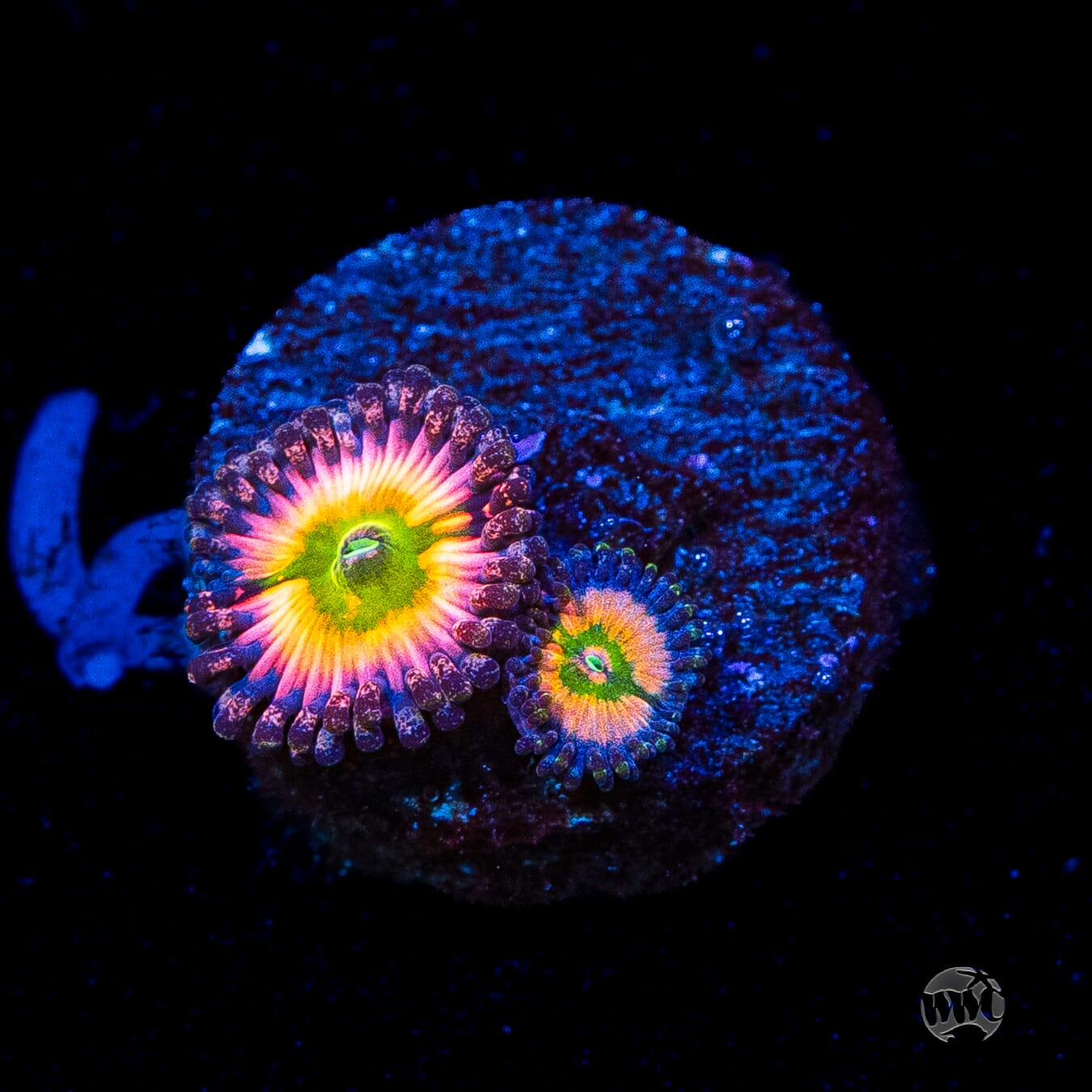Tyree Rainbow Infusion Zoanthids