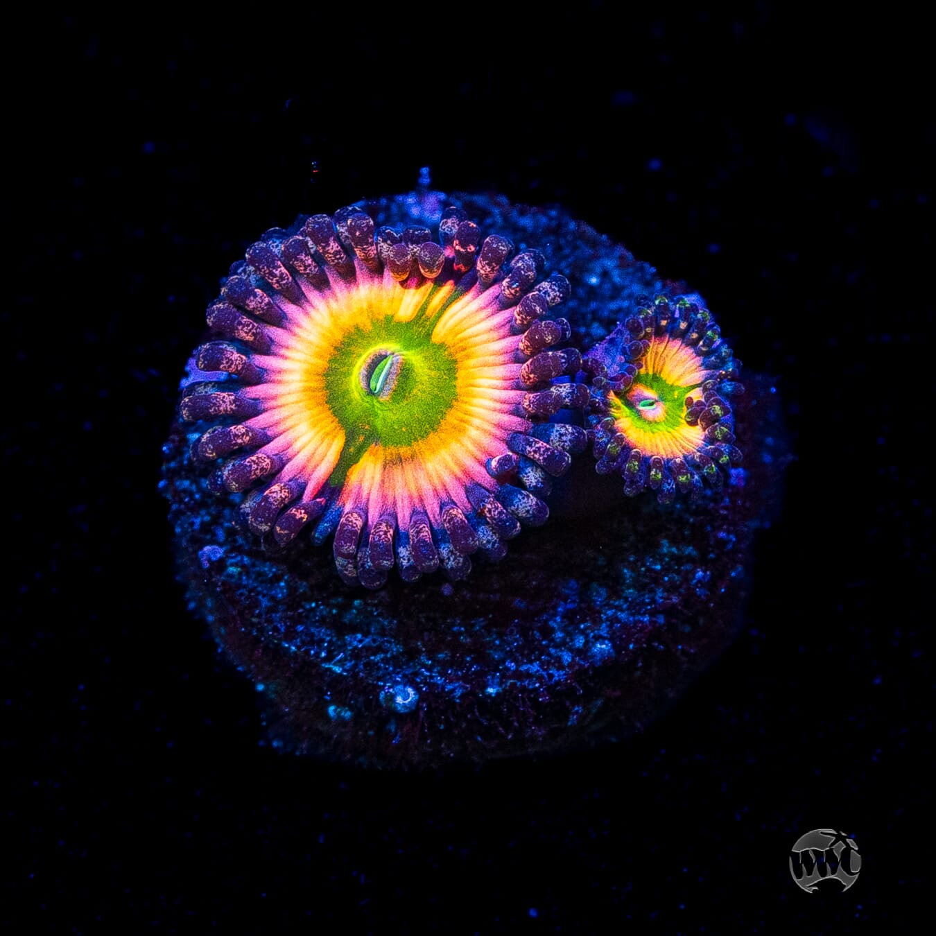 Tyree Rainbow Infusion Zoanthids