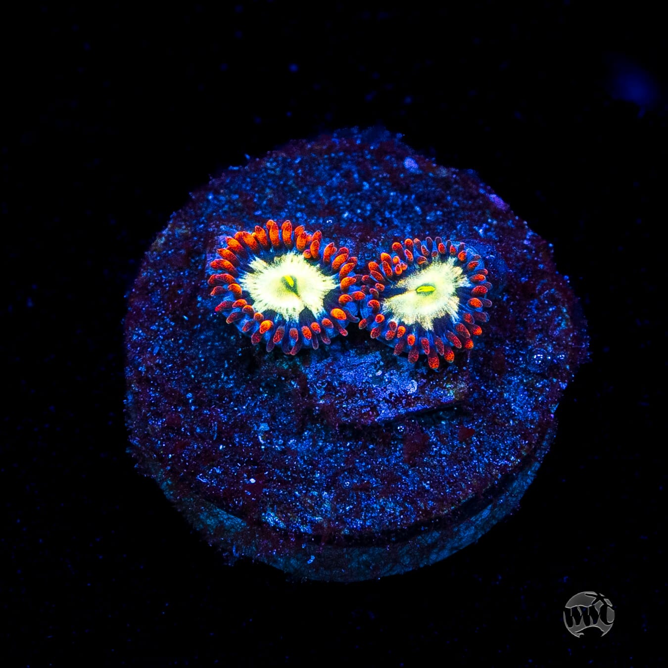 WWC Alpha Omega Zoanthids