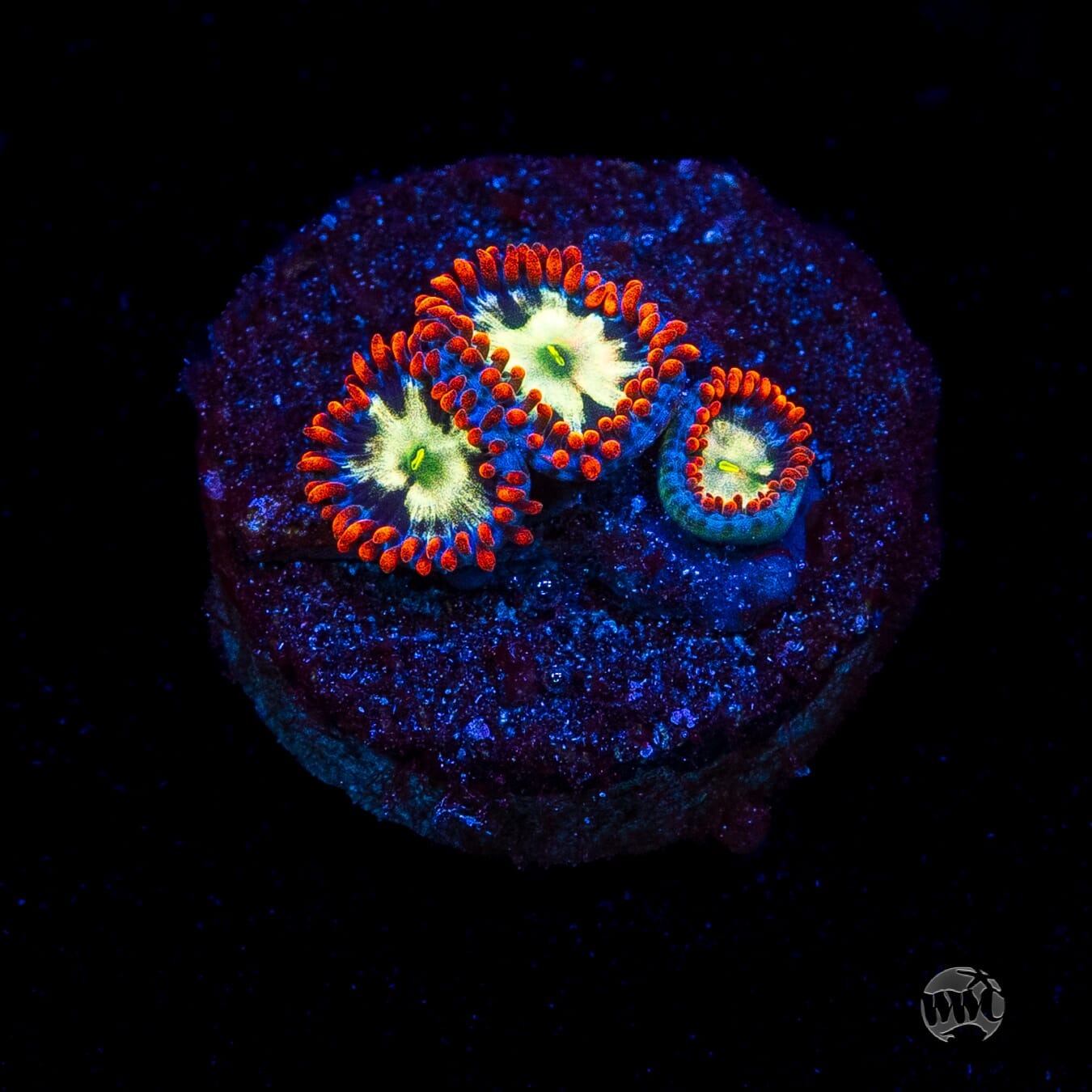 WWC Alpha Omega Zoanthids