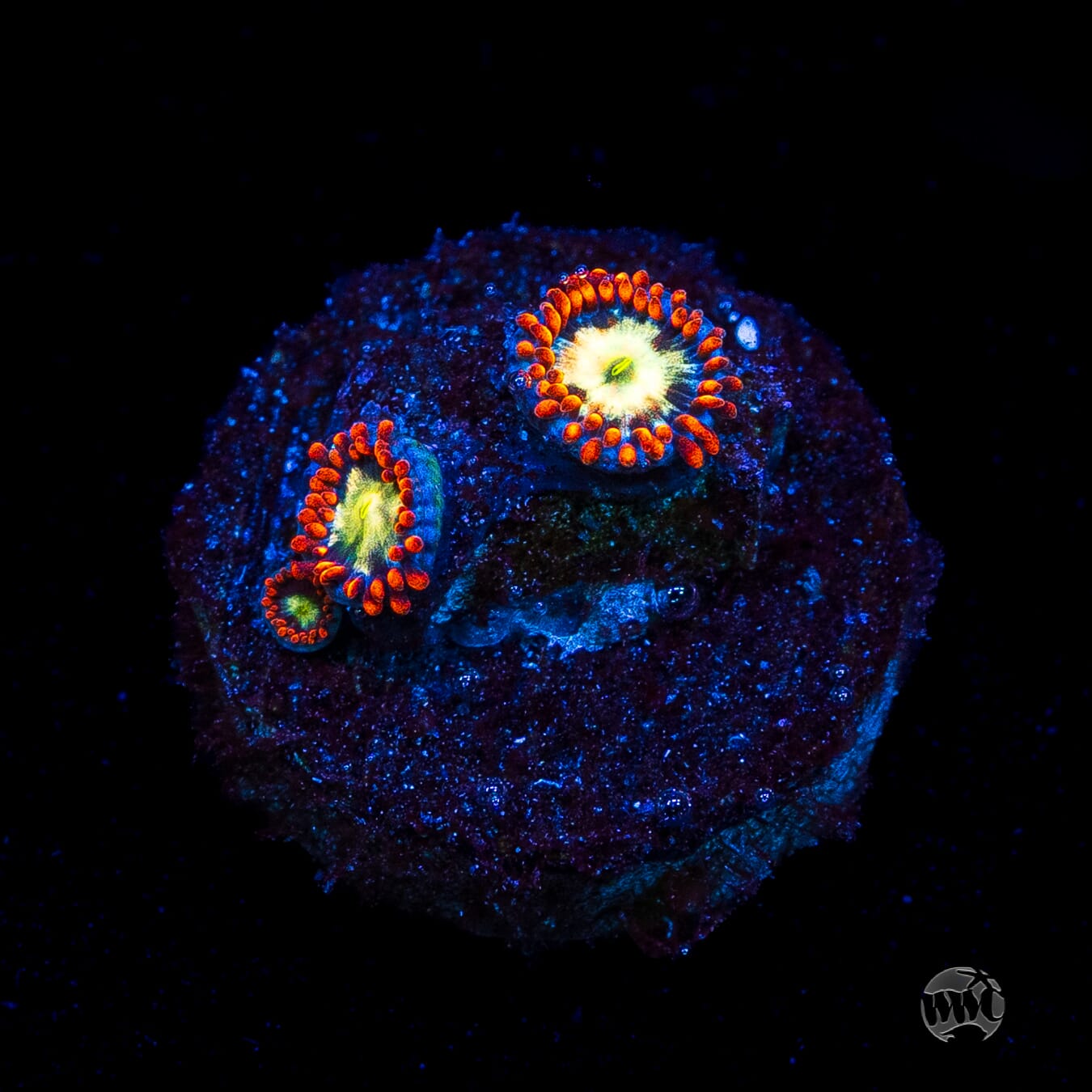 WWC Alpha Omega Zoanthids