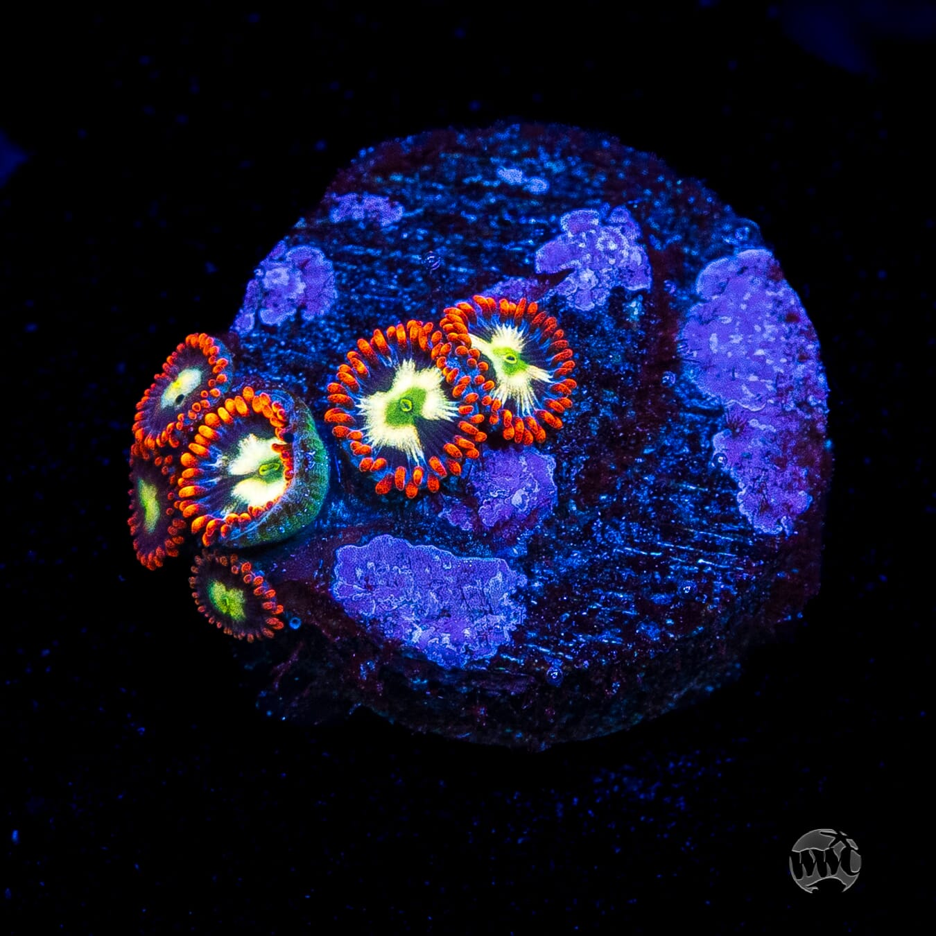 WWC Alpha Omega Zoanthids