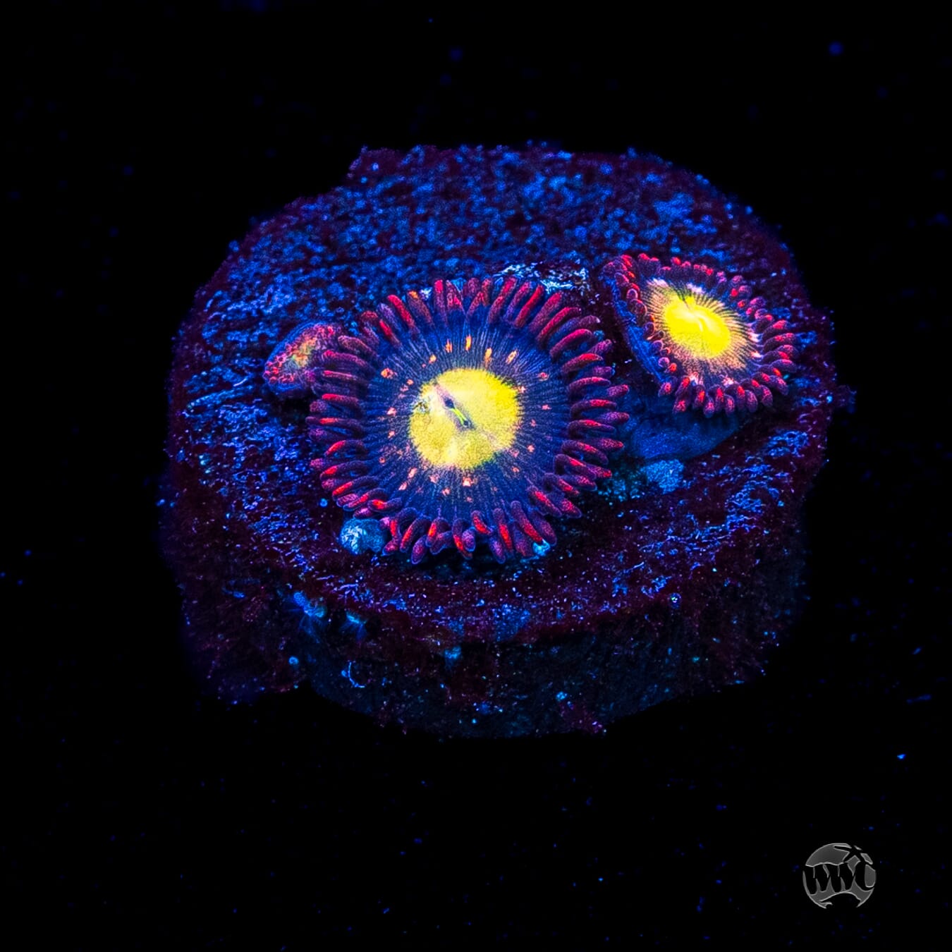 WWC Egg Yolks Zoanthids