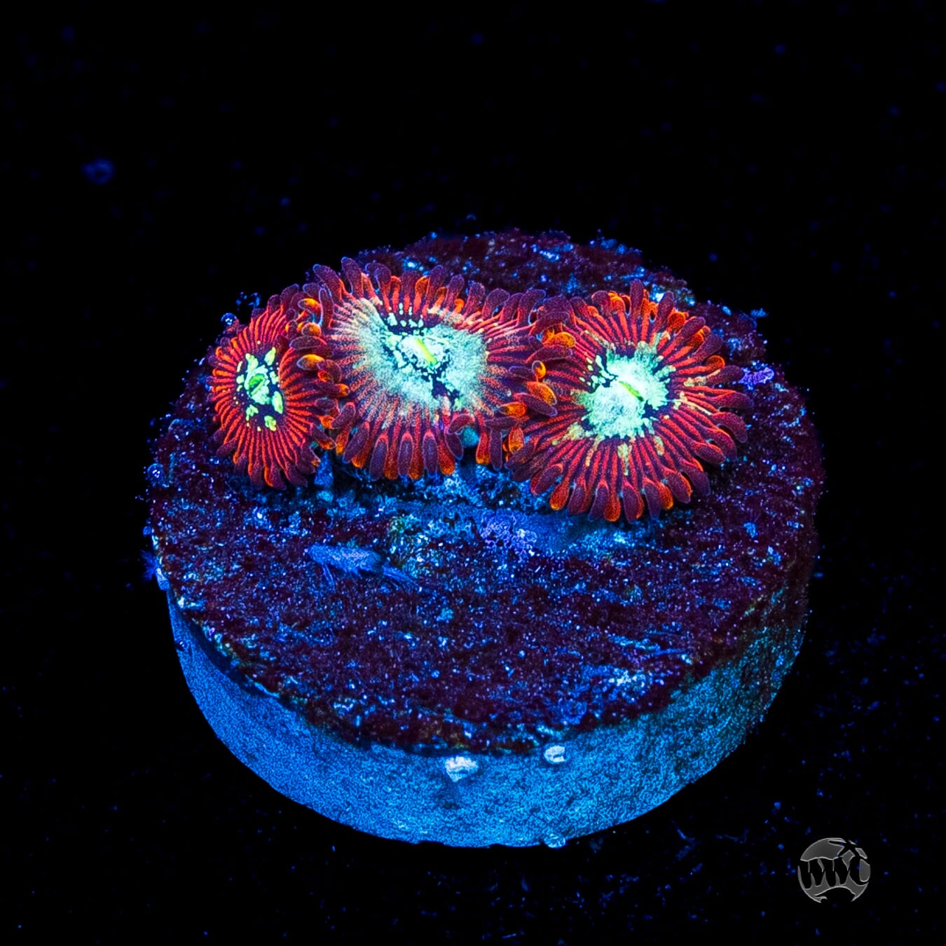 WWC Warlock Zoanthids