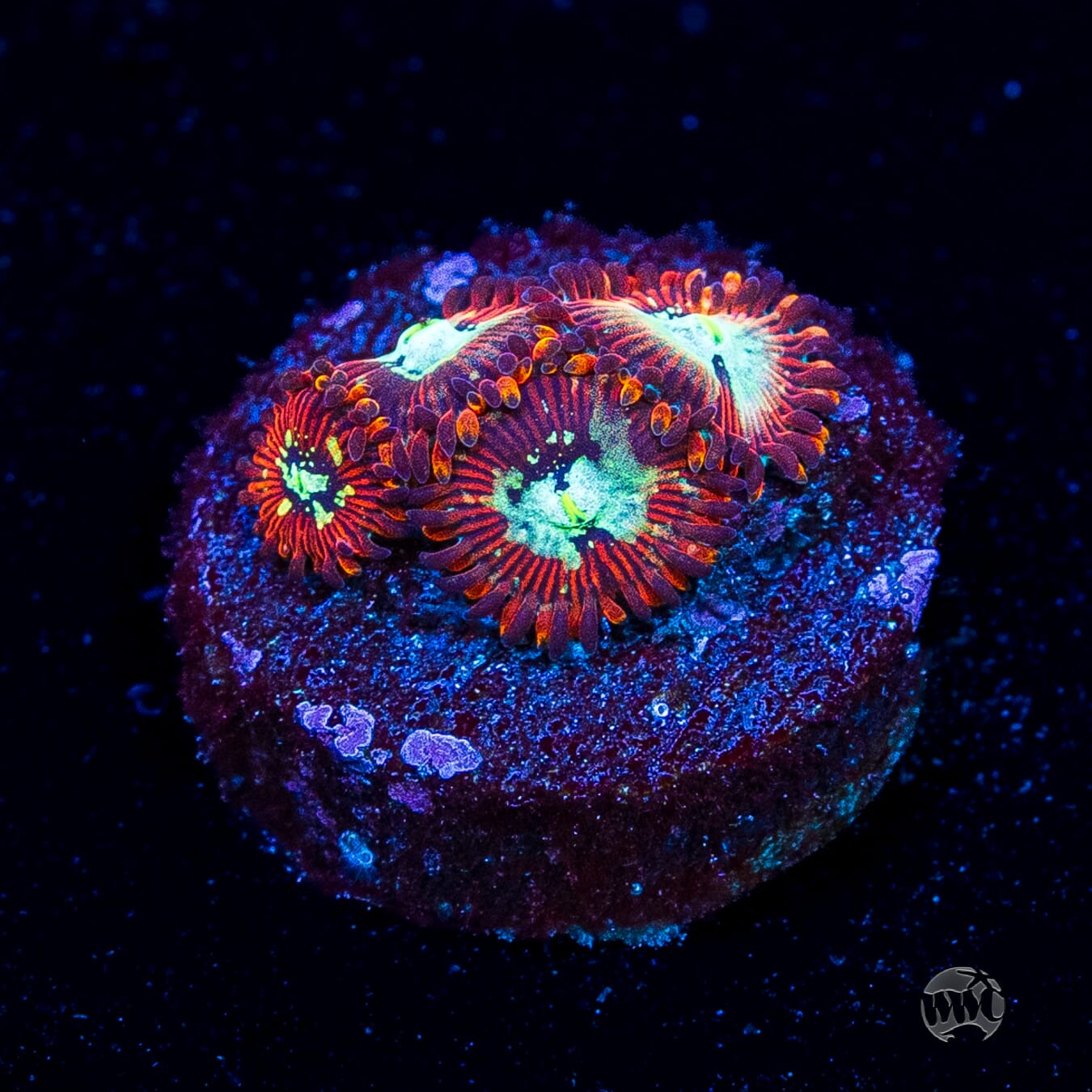 WWC Warlock Zoanthids
