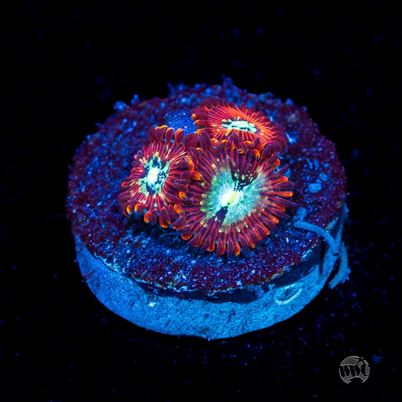 WWC Warlock Zoanthids