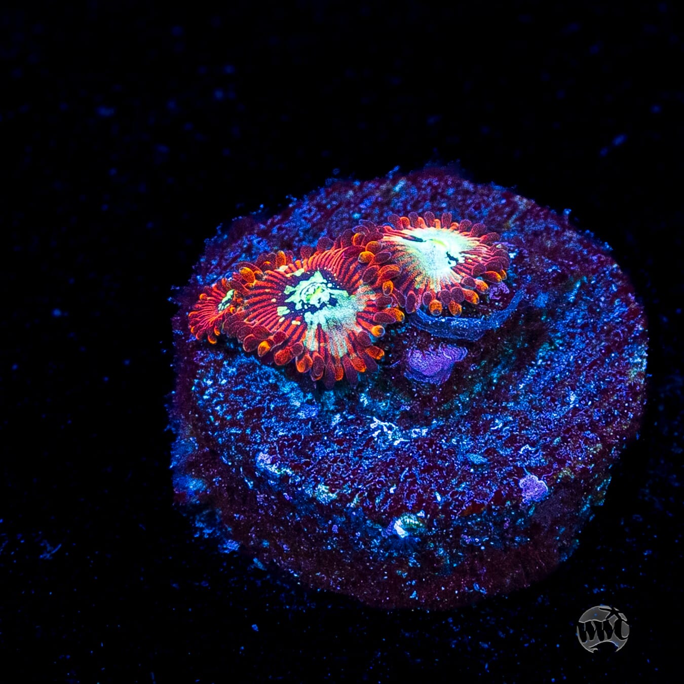 WWC Warlock Zoanthids