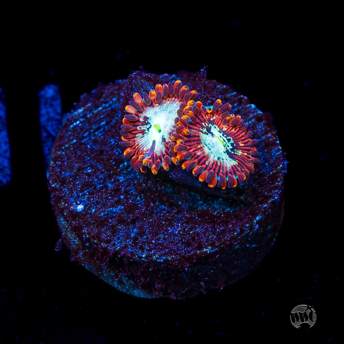 WWC Warlock Zoanthids
