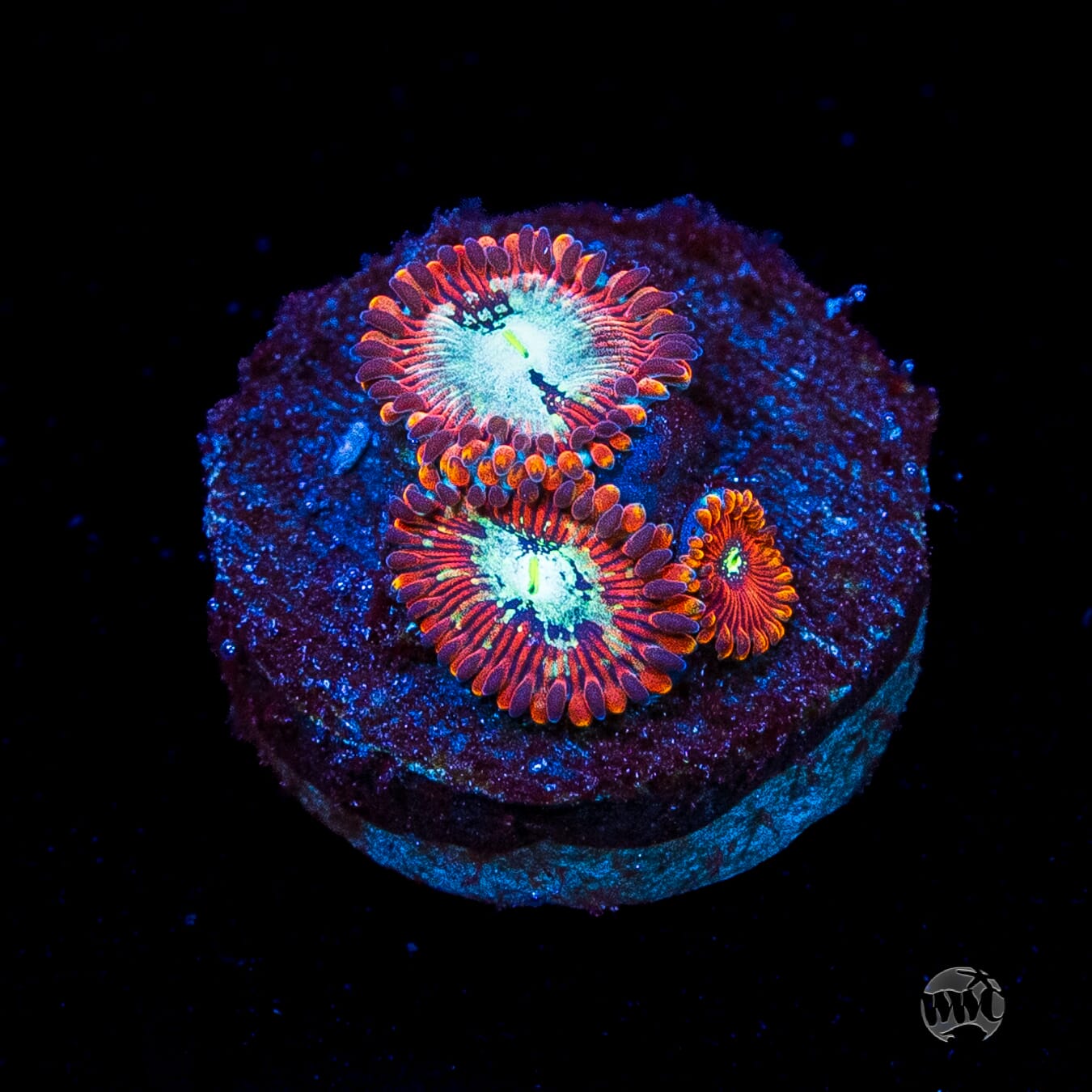 WWC Warlock Zoanthids
