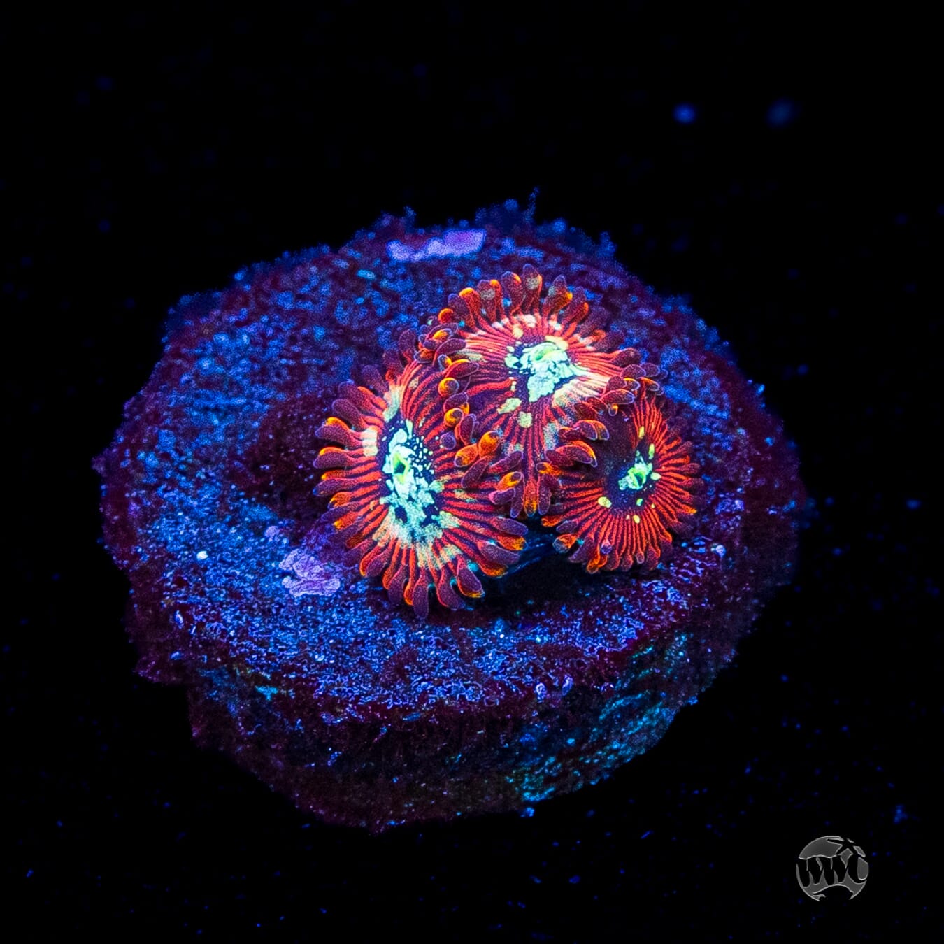WWC Warlock Zoanthids