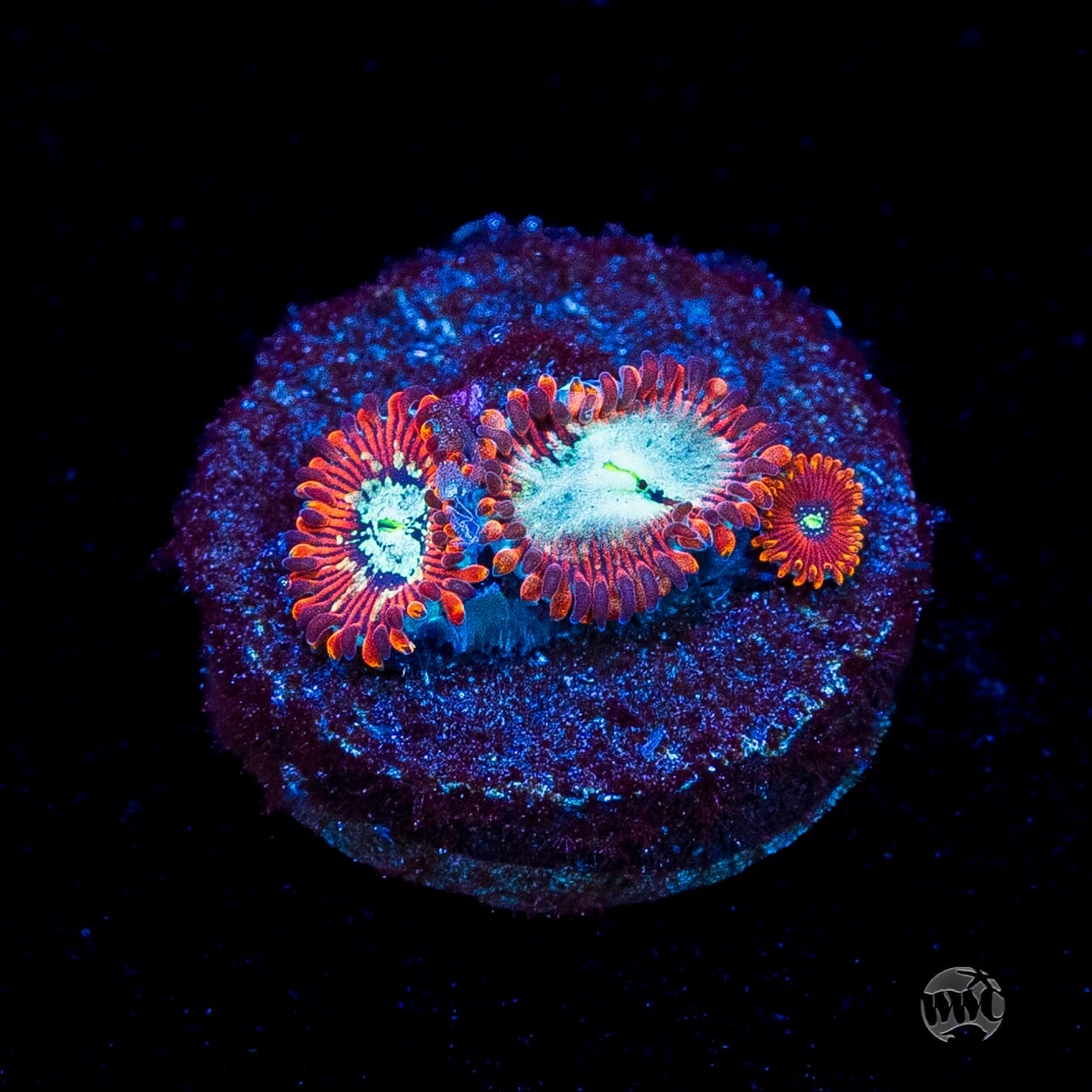 WWC Warlock Zoanthids