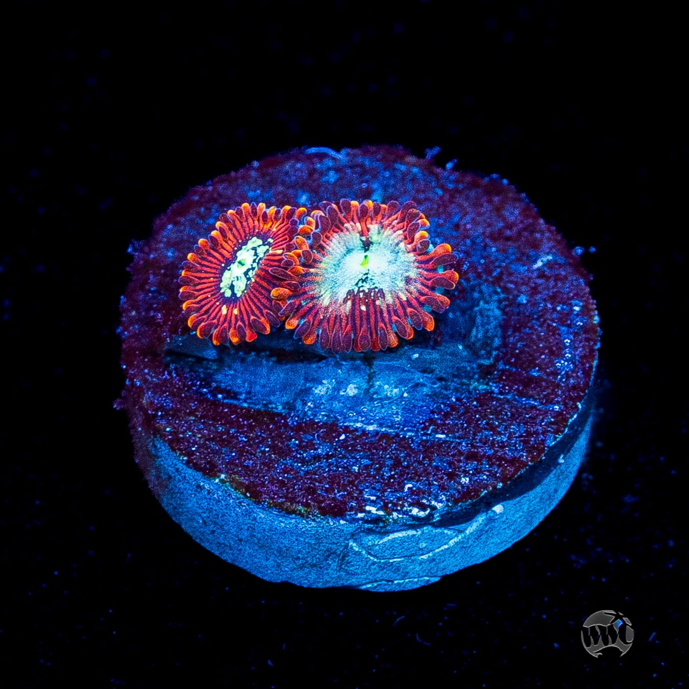 WWC Warlock Zoanthids
