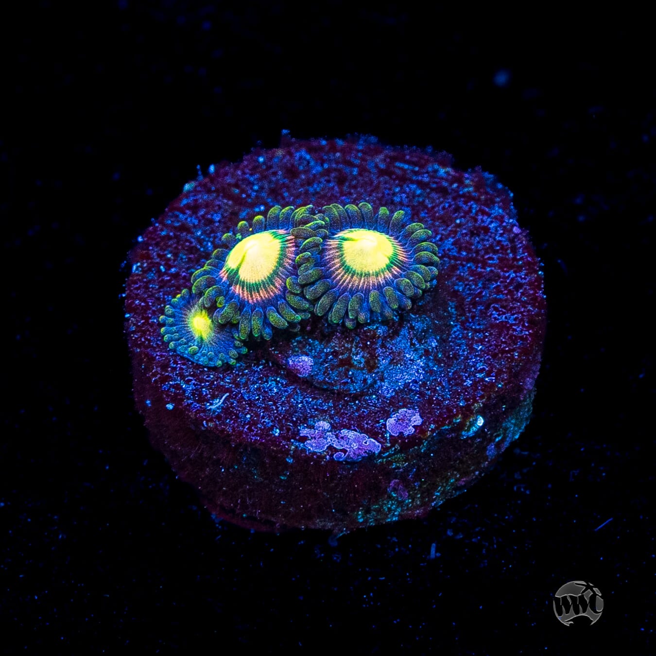 WWC Mystic Moon Zoanthids