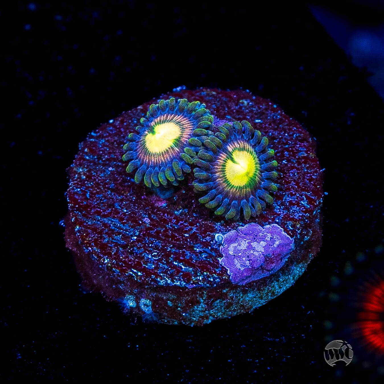 WWC Mystic Moon Zoanthids