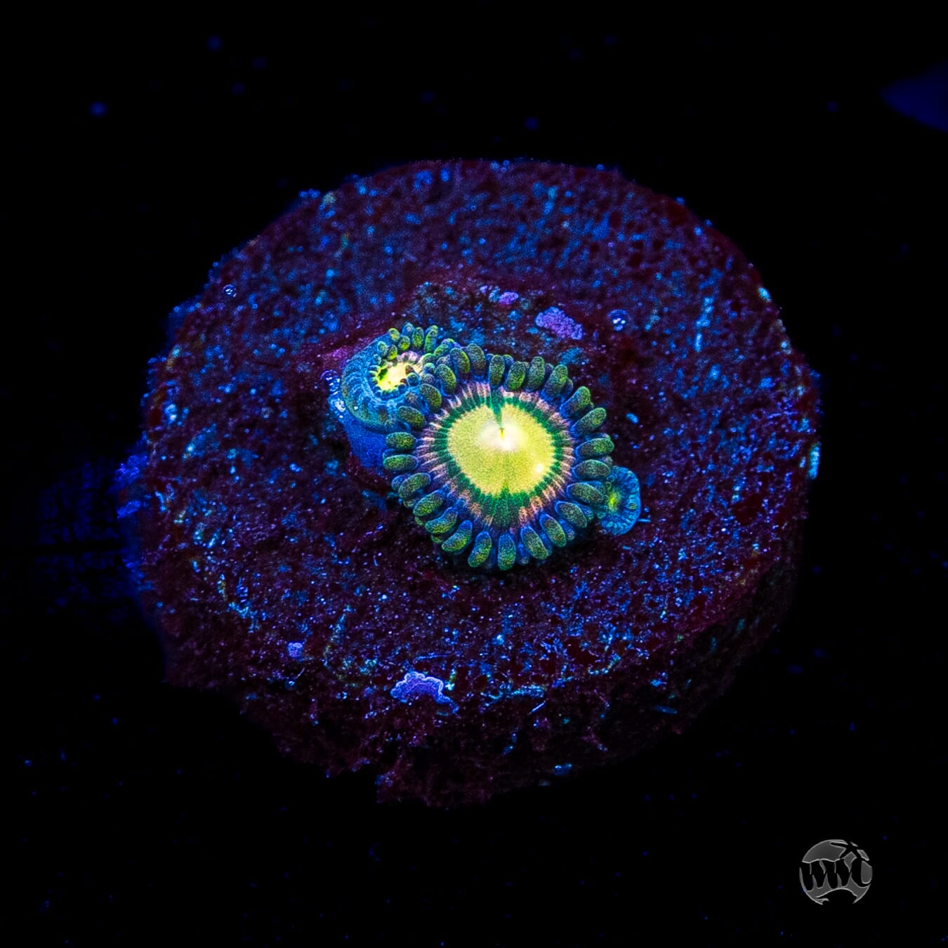 WWC Mystic Moon Zoanthids