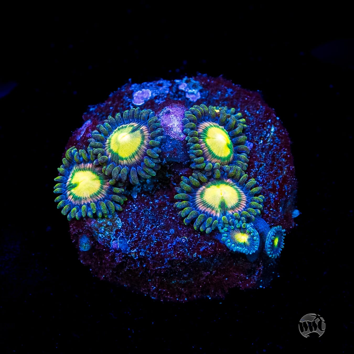WWC Mystic Moon Zoanthids