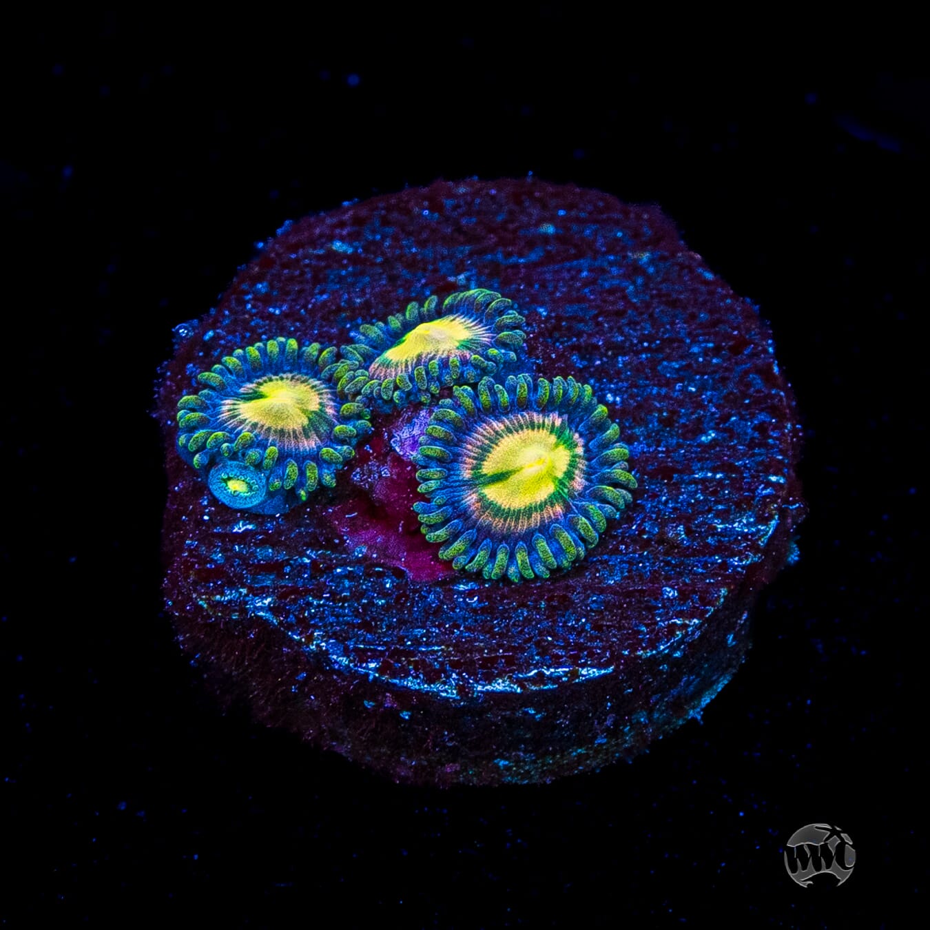 WWC Mystic Moon Zoanthids