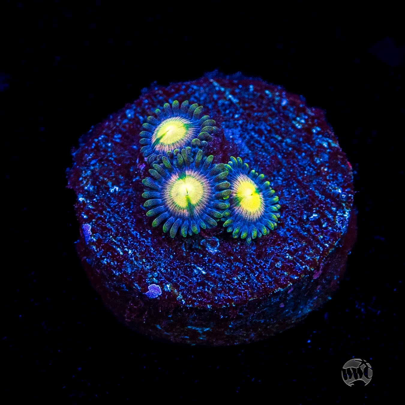 WWC Mystic Moon Zoanthids