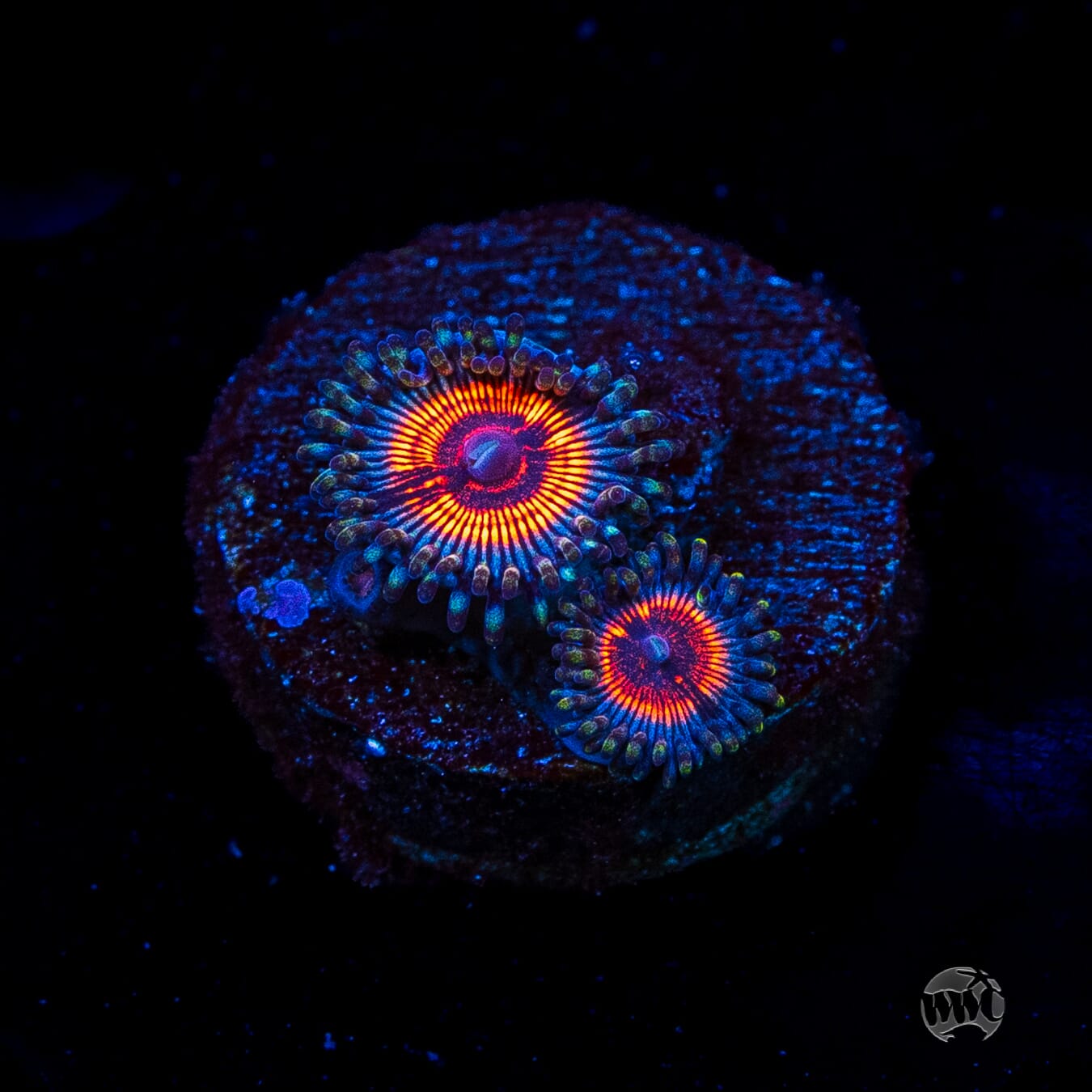 Armor of God Zoanthids