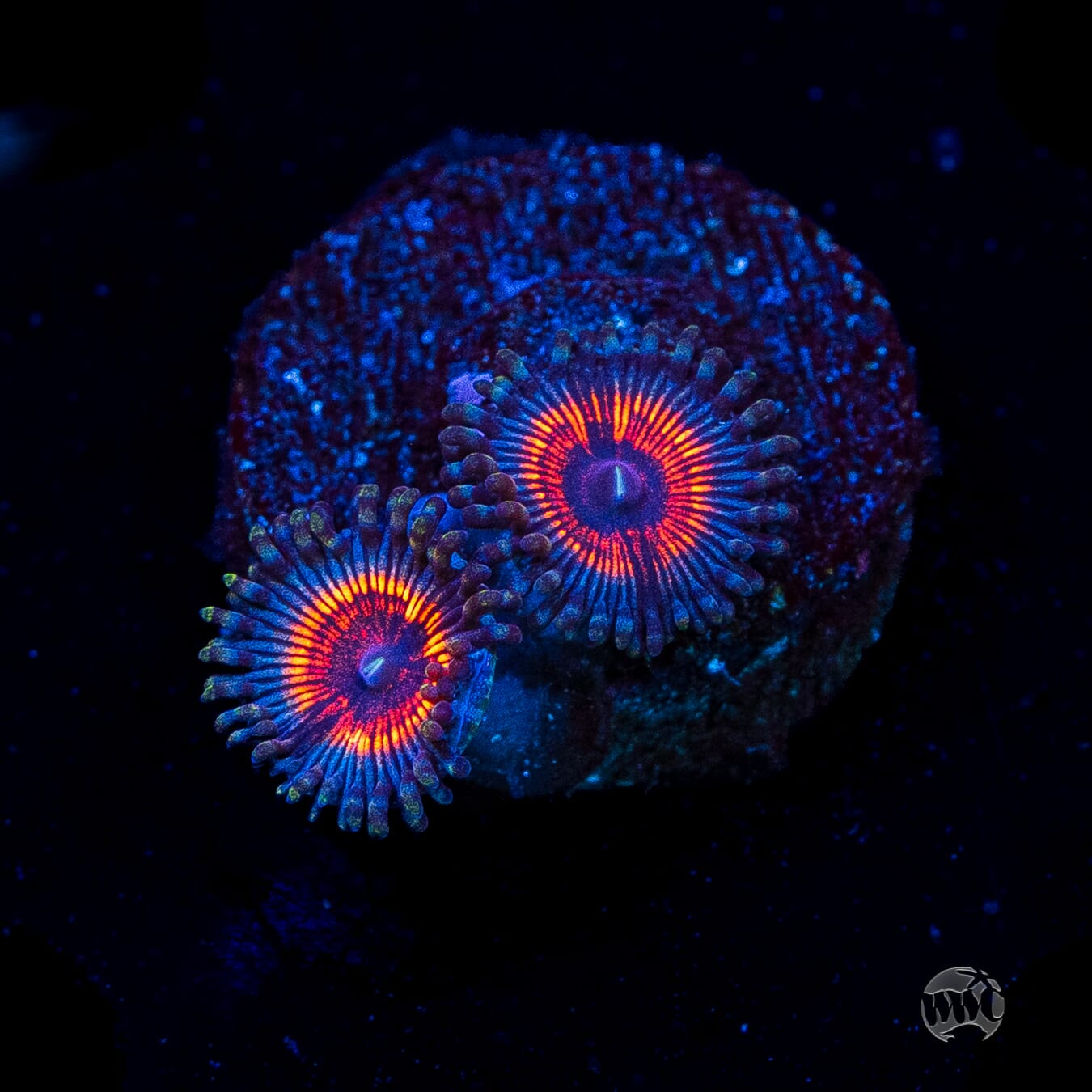 Armor of God Zoanthids