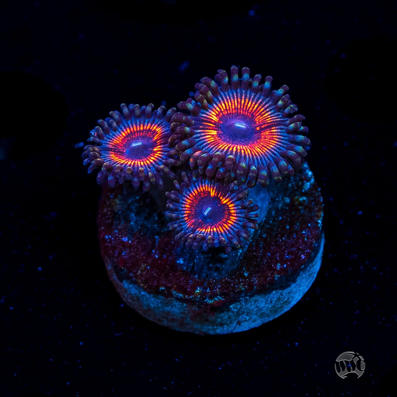Armor of God Zoanthids