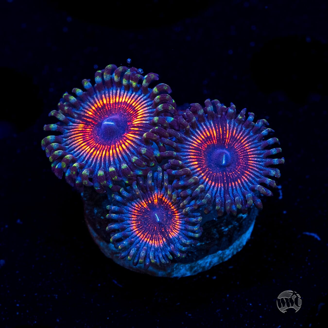 Armor of God Zoanthids