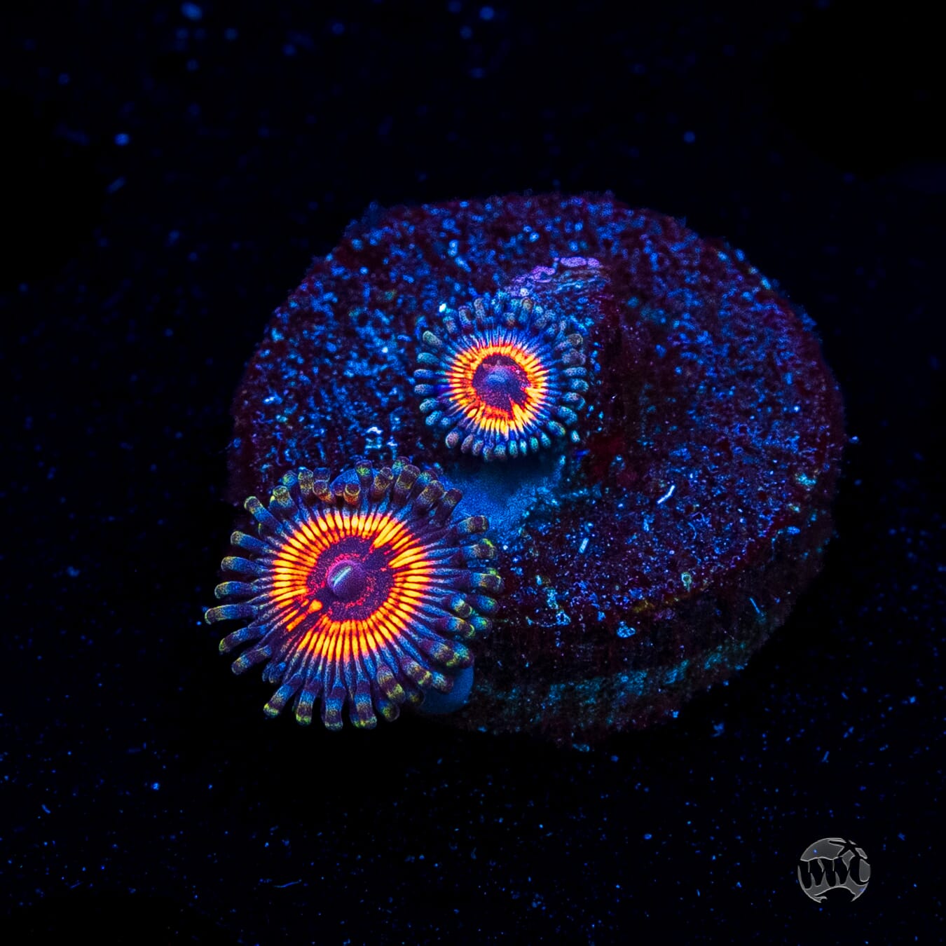 Armor of God Zoanthids