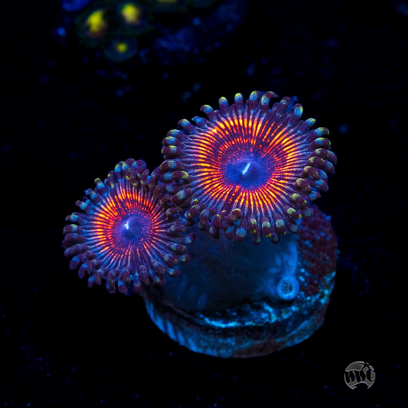 Armor of God Zoanthids