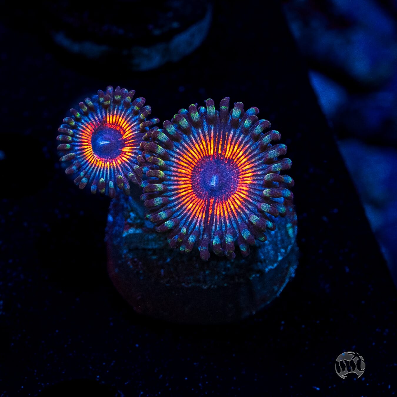 Armor of God Zoanthids