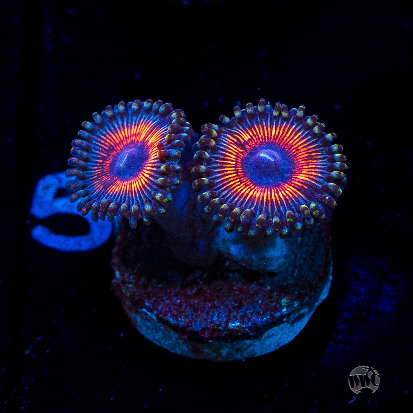 Armor of God Zoanthids