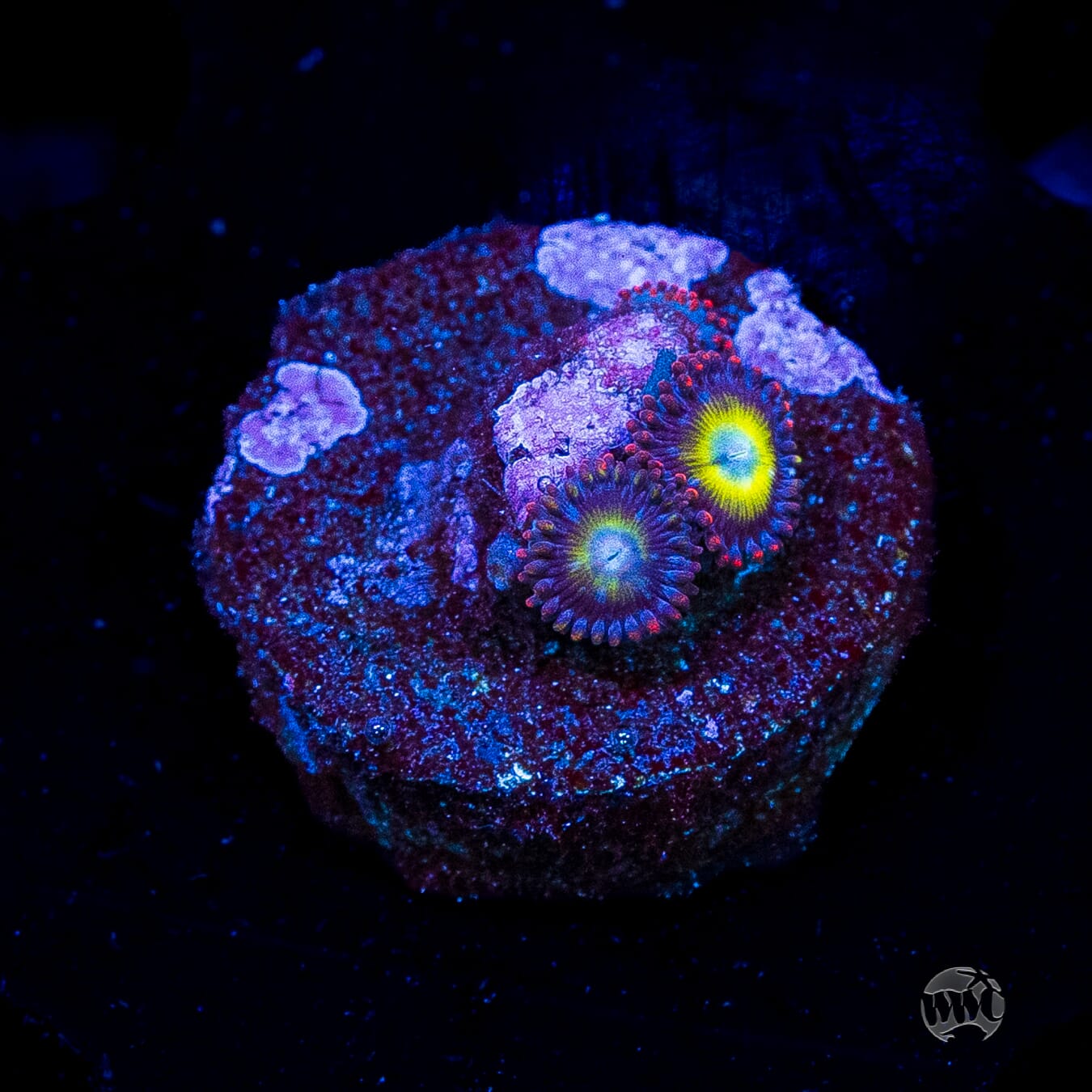 Monster Mash Zoanthids