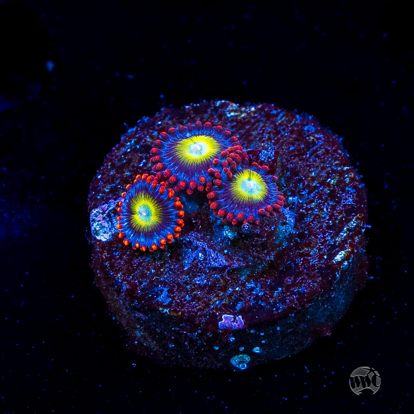 Monster Mash Zoanthids