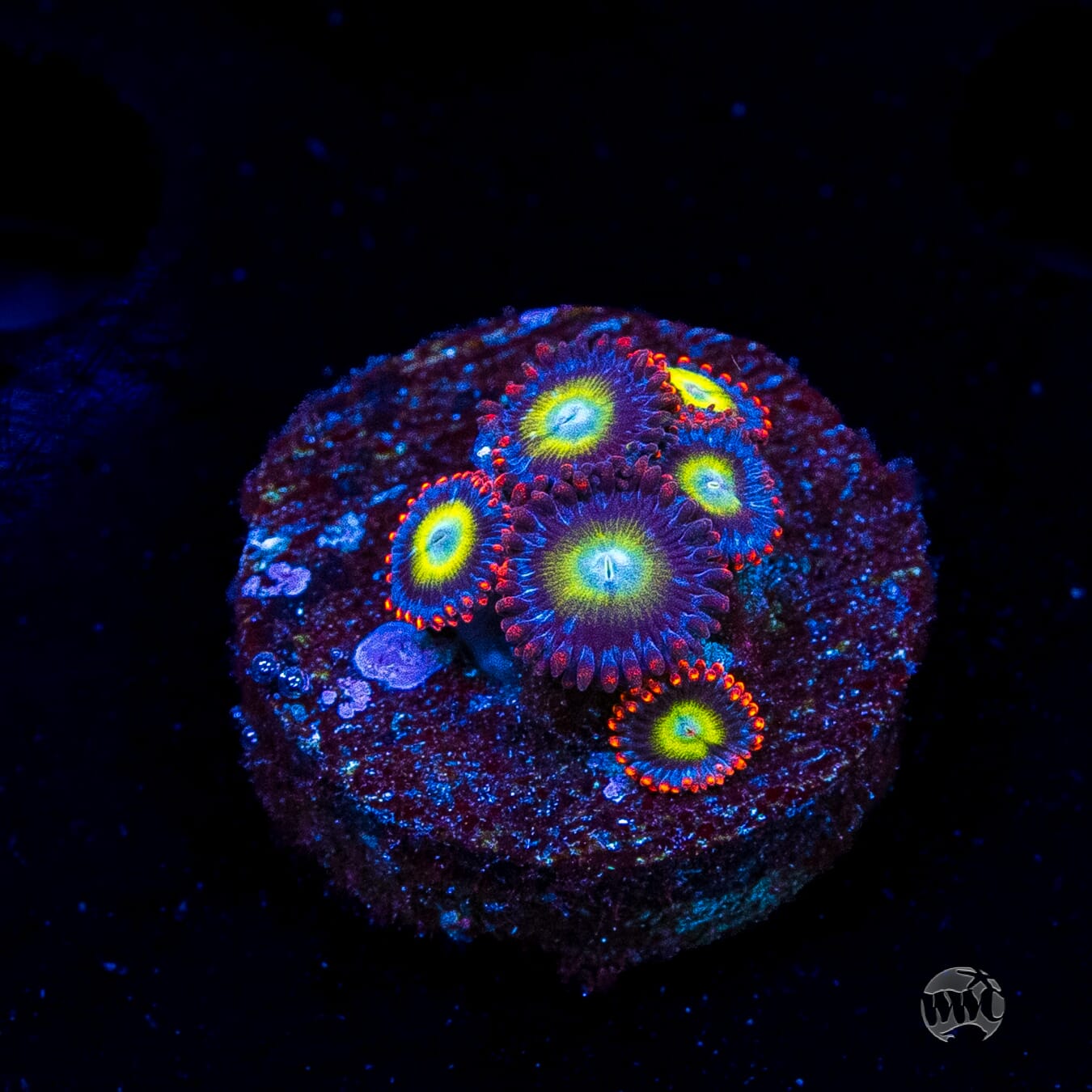 Monster Mash Zoanthids