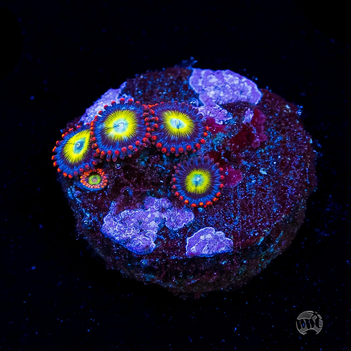 Monster Mash Zoanthids