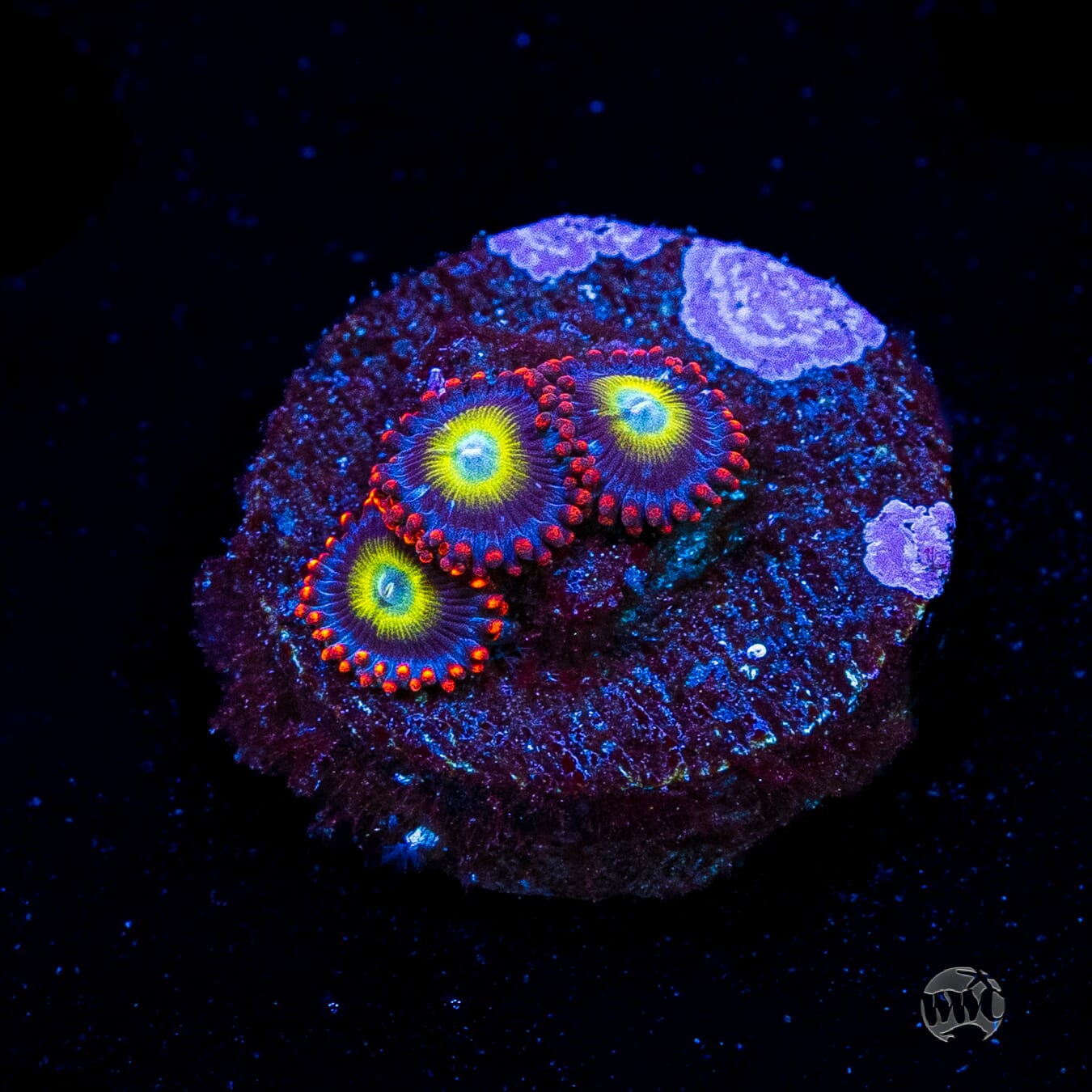 Monster Mash Zoanthids