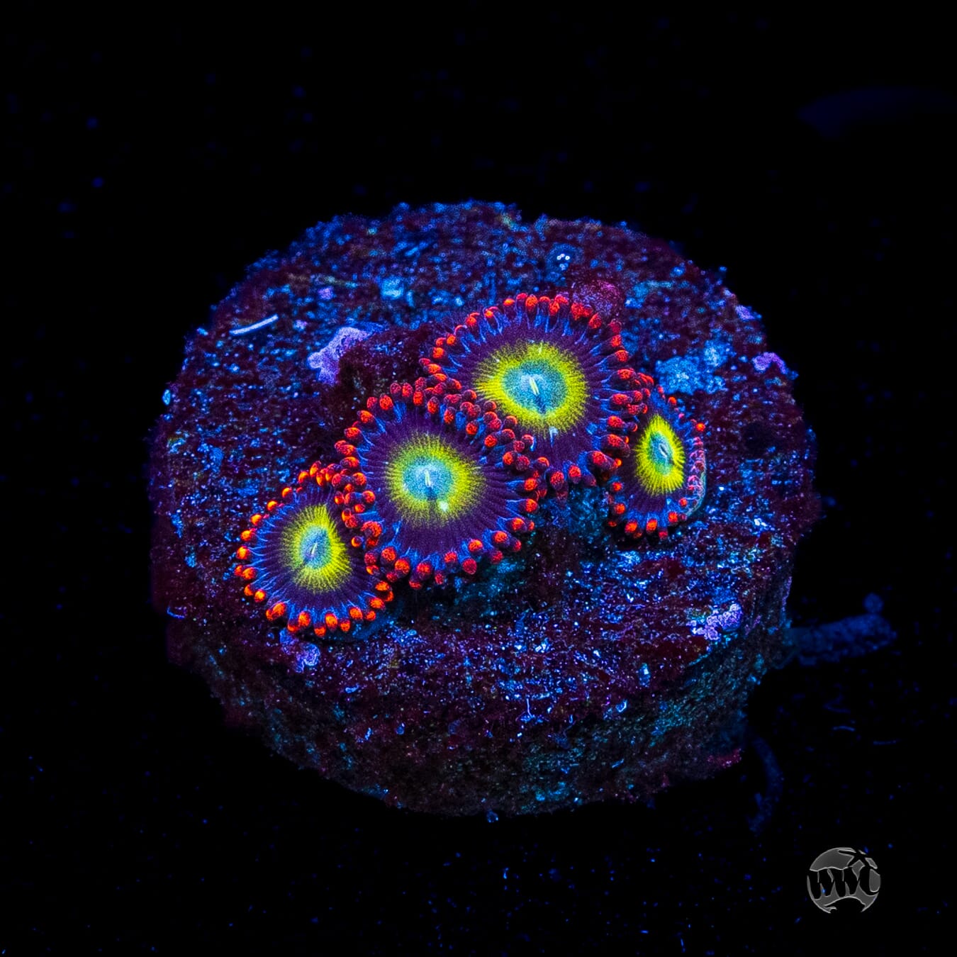 Monster Mash Zoanthids