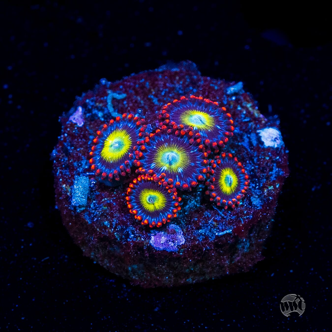 Monster Mash Zoanthids