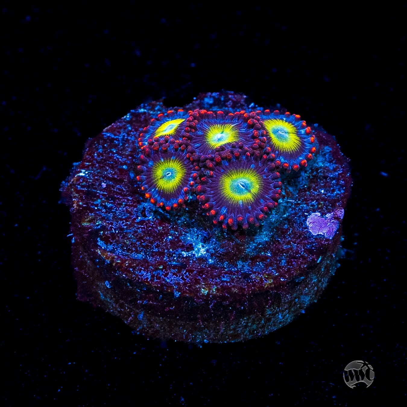 Monster Mash Zoanthids