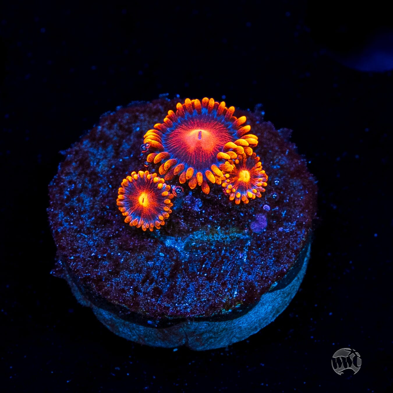 Bam Bamz Zoanthids