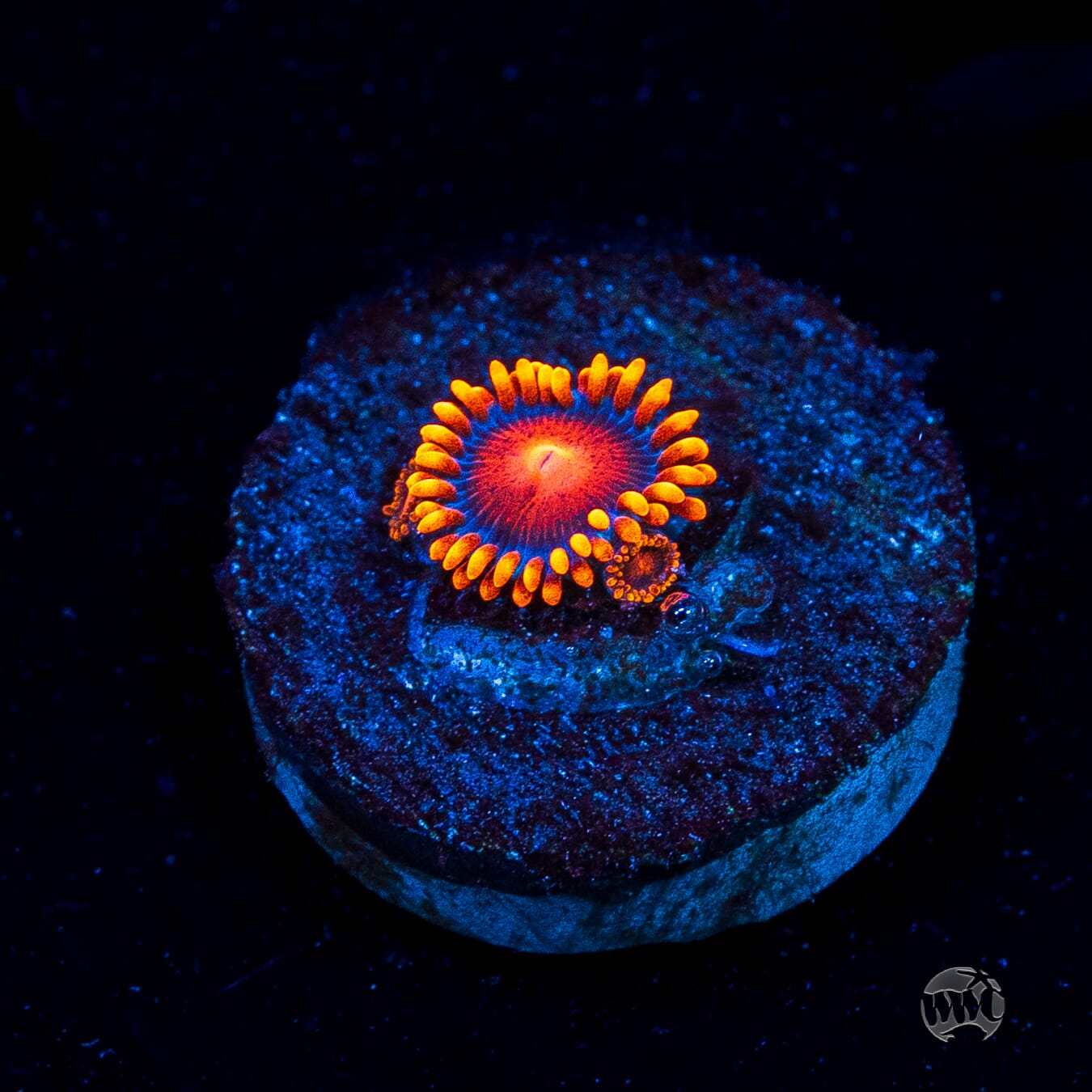 Bam Bamz Zoanthids