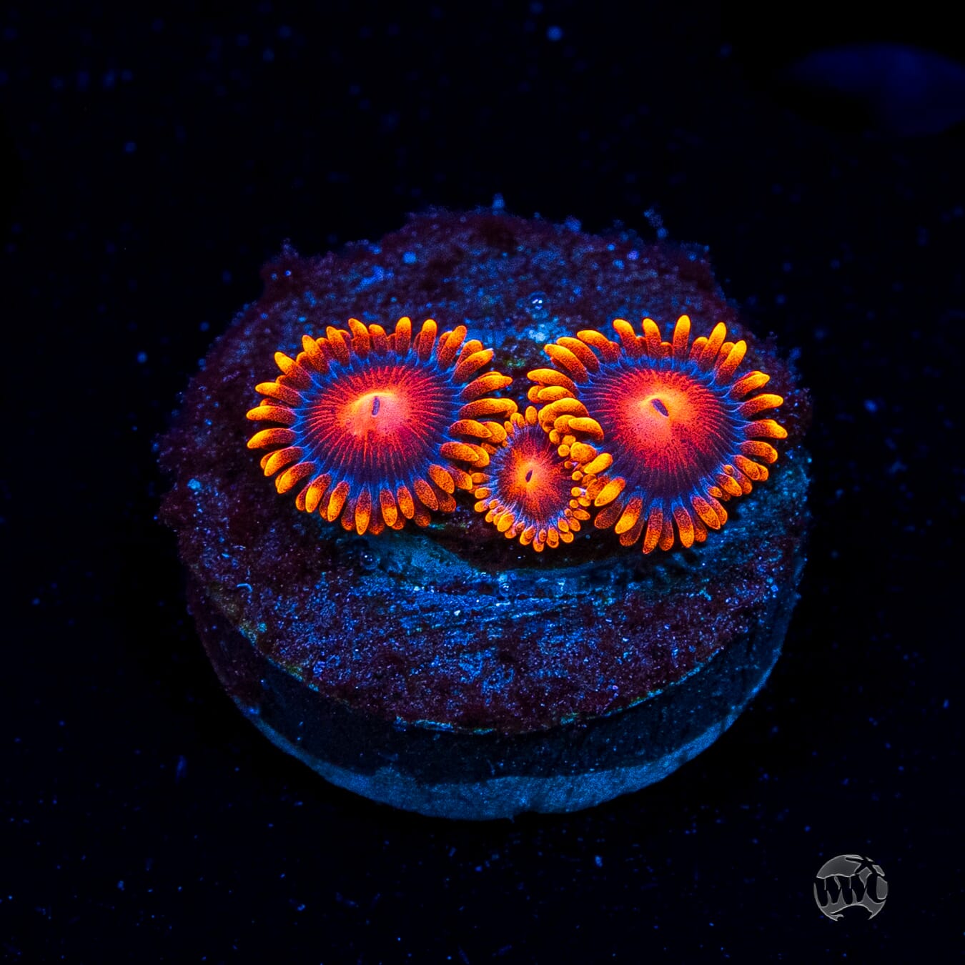 Bam Bamz Zoanthids