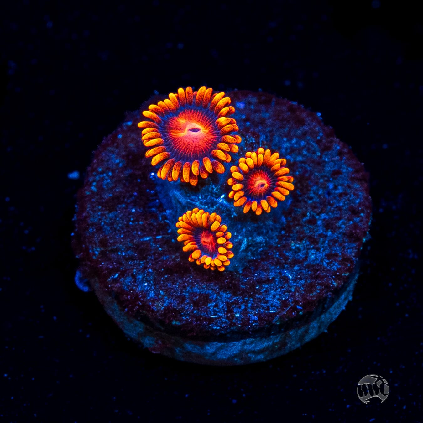 Bam Bamz Zoanthids