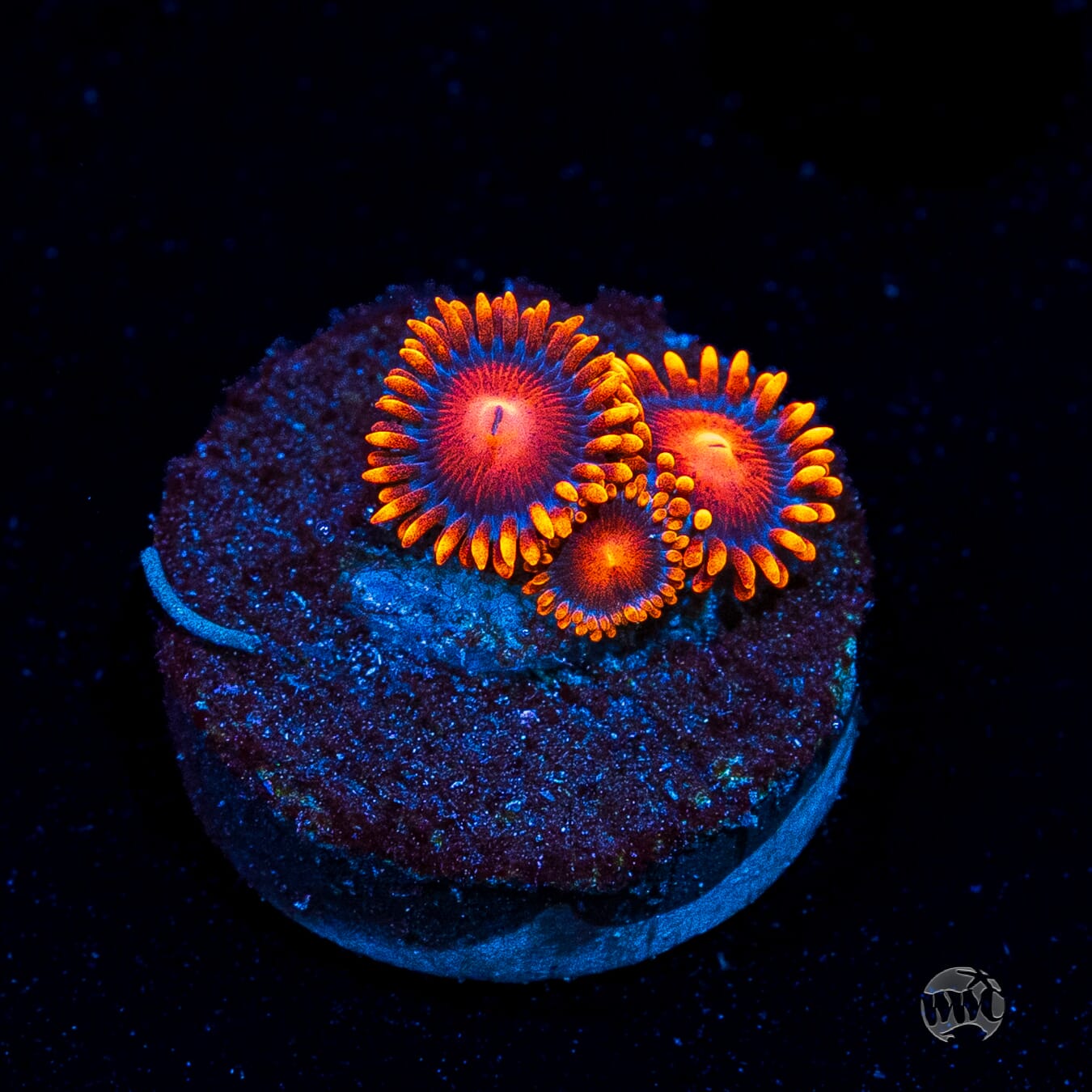 Bam Bamz Zoanthids