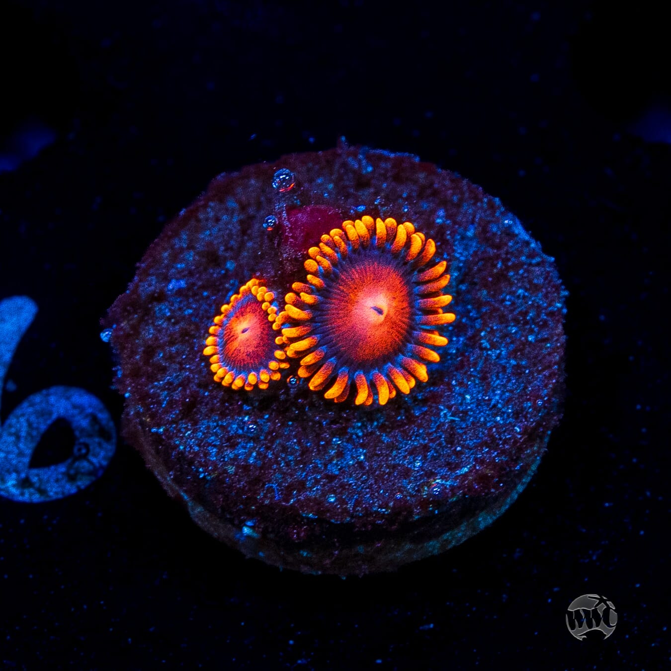 Bam Bamz Zoanthids