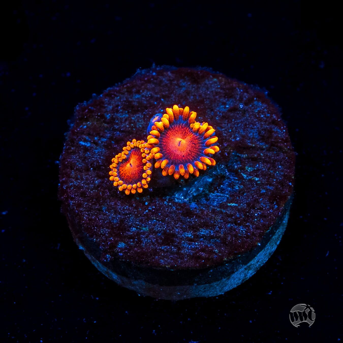 Bam Bamz Zoanthids