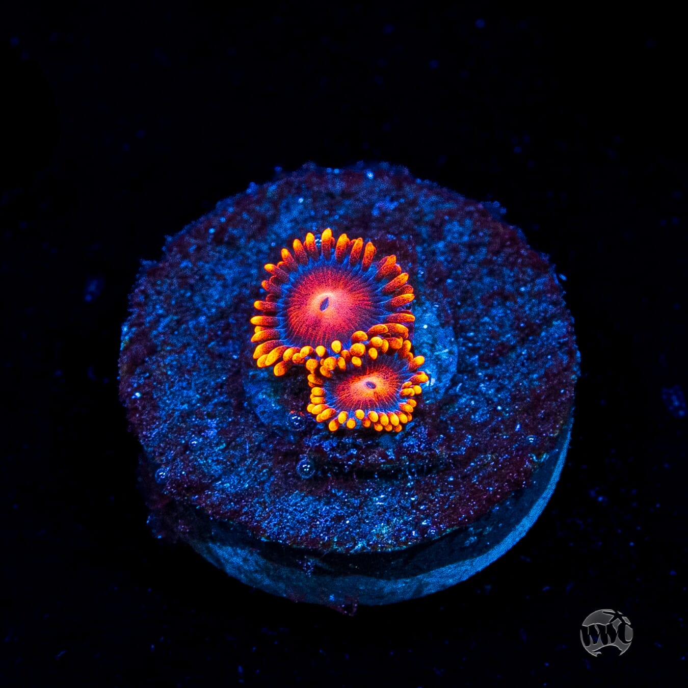 Bam Bamz Zoanthids