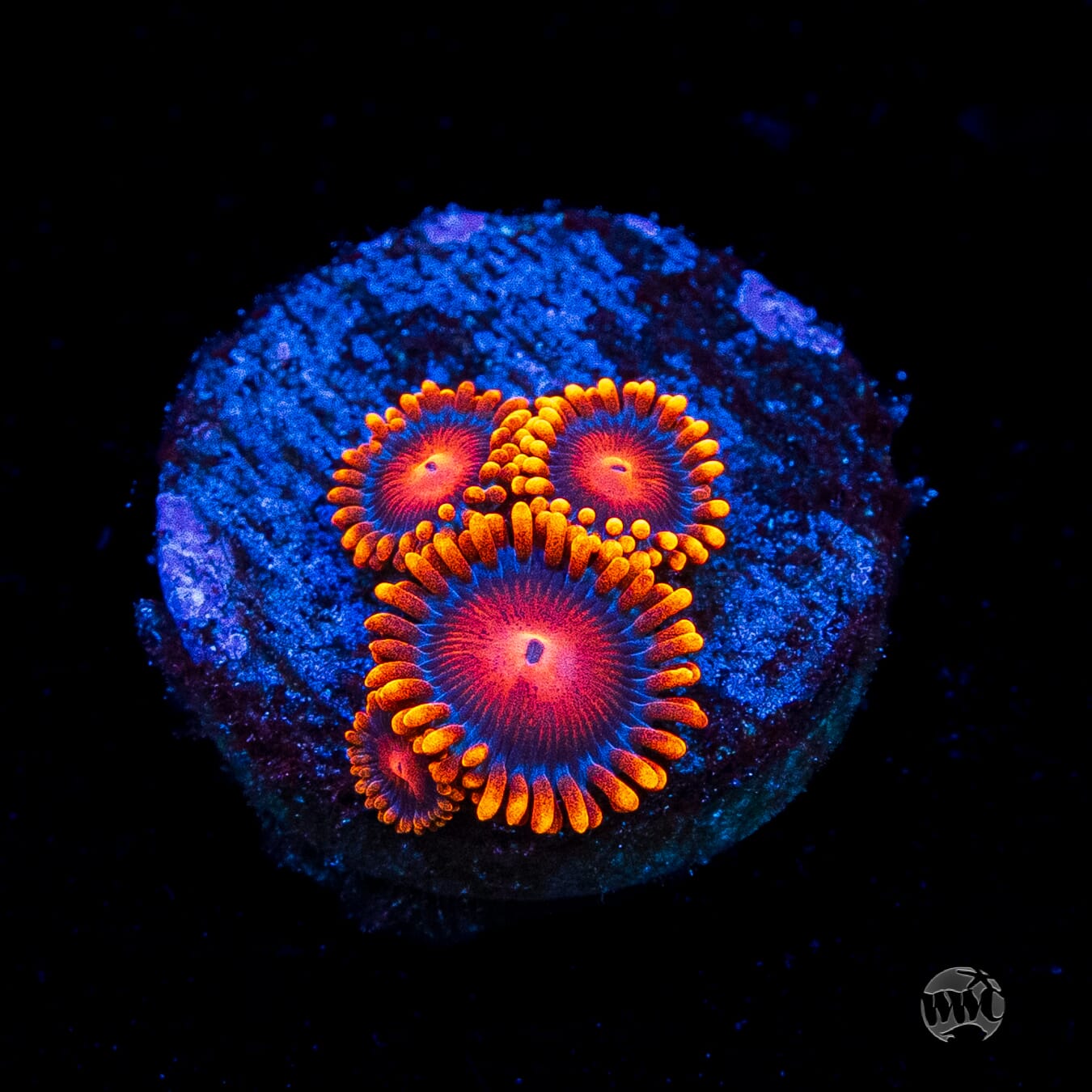 Bam Bamz Zoanthids