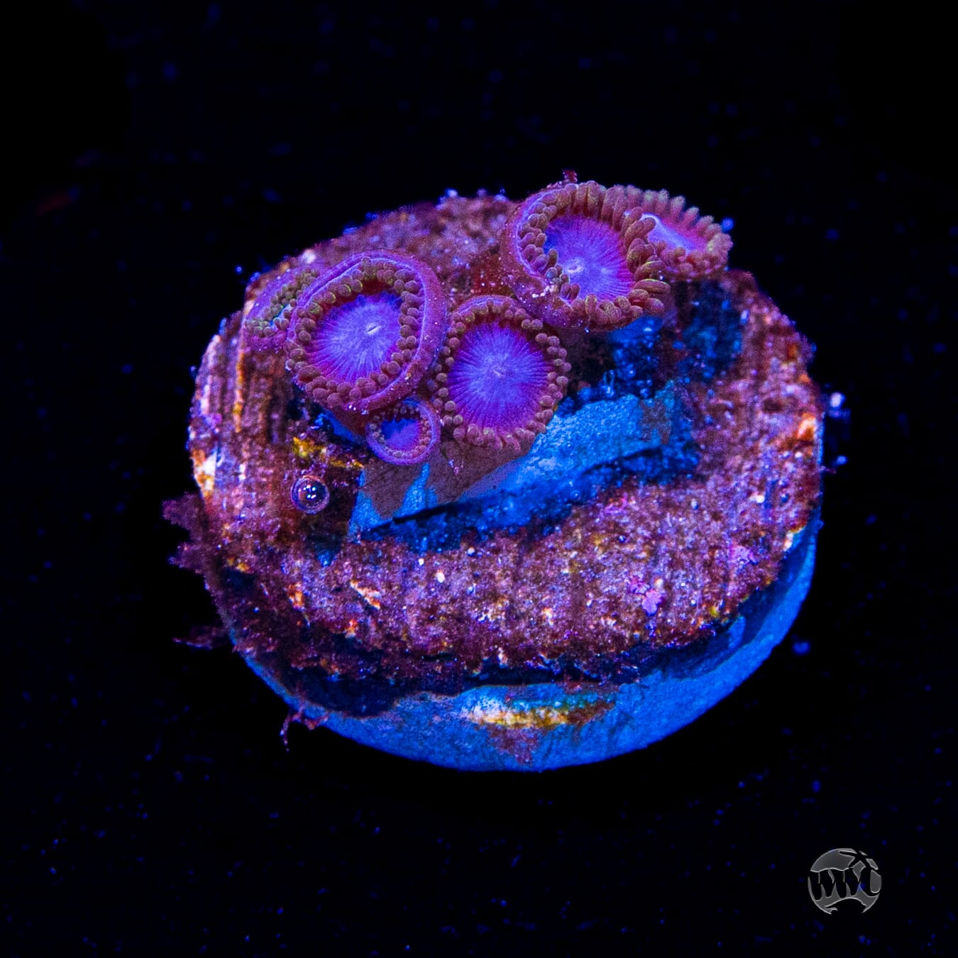 Tubbs Blues Zoanthids