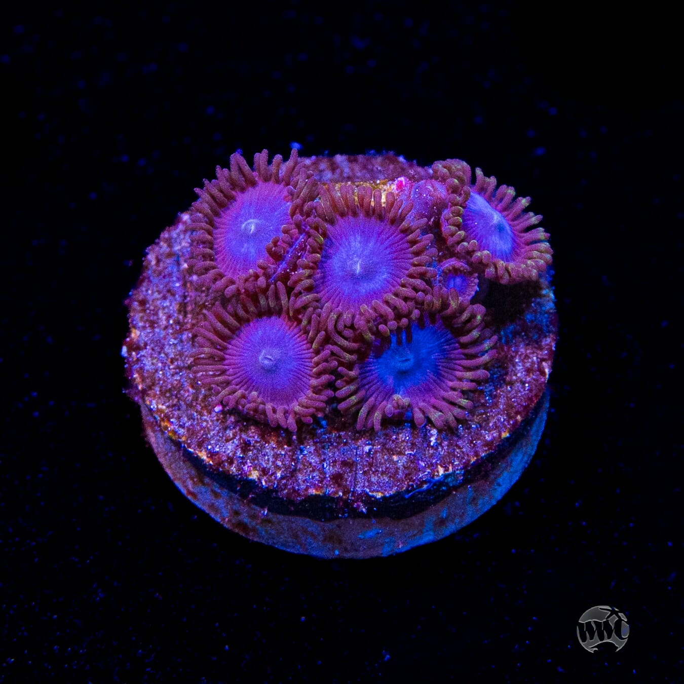 Tubbs Blues Zoanthids